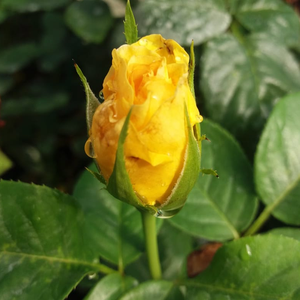 Rosa  Arthur Bell - žuta - floribunda ruže